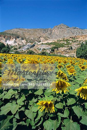 Landscape near Priene, Anatolia, Turkey, Asia Minor, Eurasia