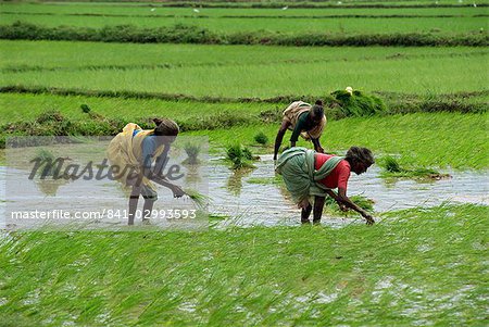rice farmers in kerala