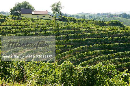 Jeruzalem vineyards, Mura (Pomurje), Slovenia, Europe