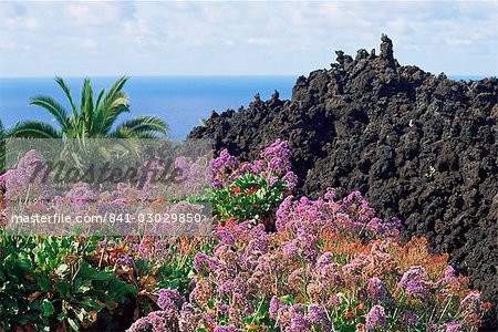 Roadside flowers, La Palma, Canary Islands, Spain, Europe