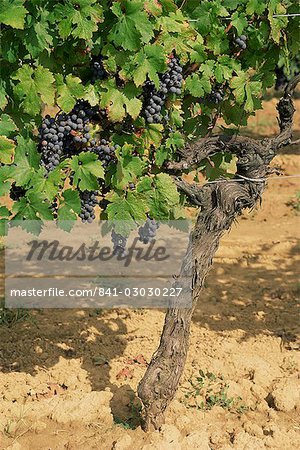 Cabernet Sauvignon grapes, Aquitaine, France, Europe