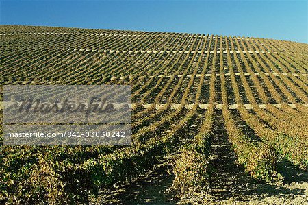 Vineyards near Jerez, Cadiz area, Andalucia, Spain, Europe