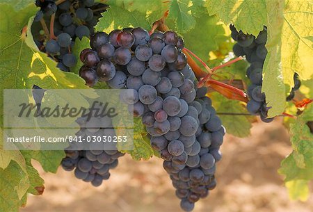 Cabernet sauvignon grapes, Malaga, Aquitaine, France, Europe