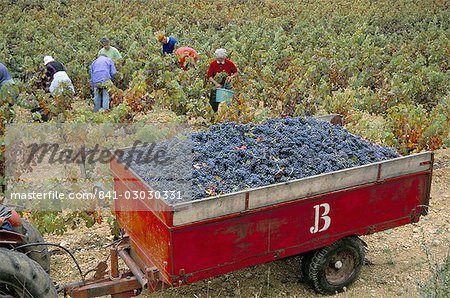 Harvesting grapes in a vineyard in the Rhone Valley, Rhone Alpes, France, Europe