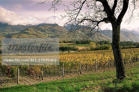 Vineyards near Chambery, Savoie, Rhone Alpes, France, Europe