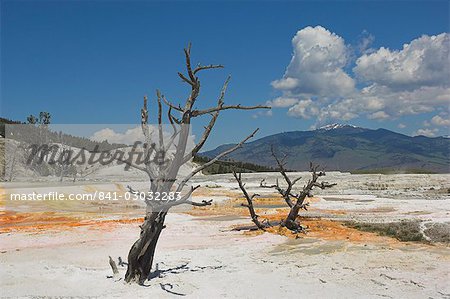 Dead tree trunks, Canary Spring, top Main Terrace, Mammoth Hot Springs, Yellowstone National Park, UNESCO World Heritage Site, Wyoming, United States of America, North America