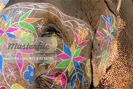 Decorated elephant, Jaipur, Rajasthan, India, Asia