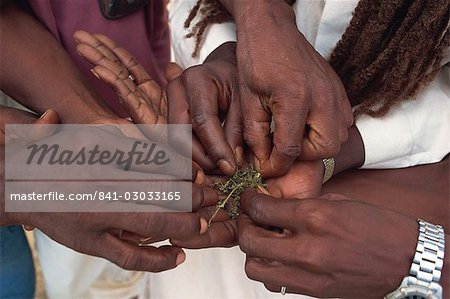 Cannabis, Garifuna community, Dangriga, Stann Creek, Belize, Central America