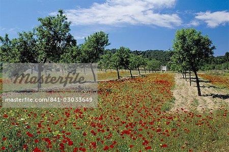 Poppies and trees in springtime, Sant Augusti, Ibiza, Balearic Islands, Spain, Mediterranean, Europe