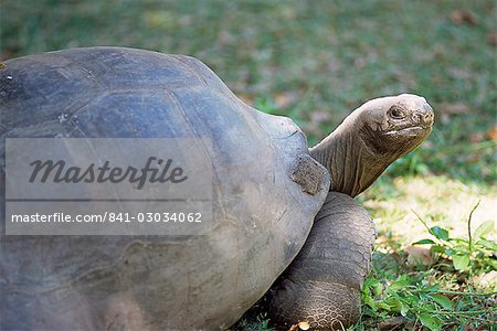 Giant tortoise, Seychelles, Indian Ocean, Africa