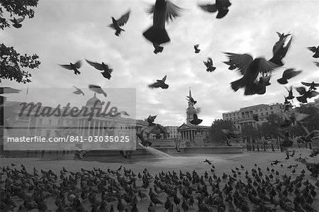Flocks of pigeons in Trafalgar Square,London,England,United Kingdom,Europe