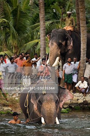 Elephant River Crossing,Kerala,India