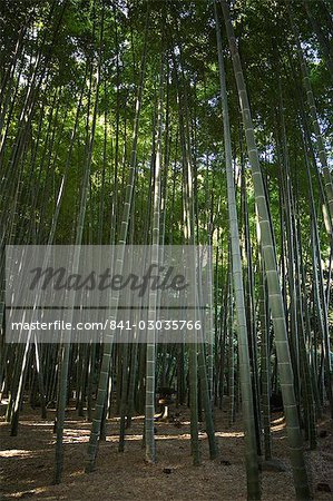 Bamboo forest,Kamakura City,Kanagawa prefecture,Japan,Asia