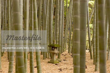 Stone lantern, bamboo forest, Kamakura city, Kanagawa prefecture, Honshu island, Japan, Asia