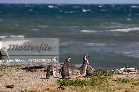 Magellanic penguin colony, Seno Otway, Patagonia, Chile, South America