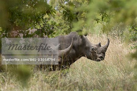 White rhinoceros, Meru National Park, Kenya, East Africa, Africa White rhinoceros, Meru National Park, Kenya, East Africa, Africa