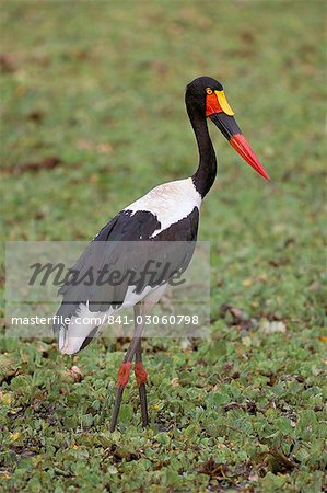 Female saddlebilled stork (Ephippiorhynchus senegalensis), Kruger Park, South Africa, Africa