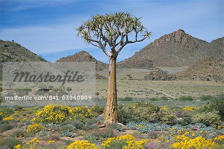 Quiver tree (Aloe dichotoma), Goegap Nature Reserve, Namaqualand, South Africa, Africa