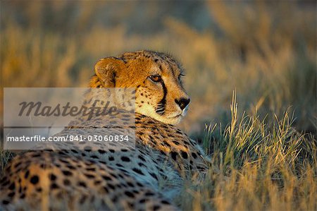 Captive cheetah (Acinonyx jubatus), Namibia, Africa