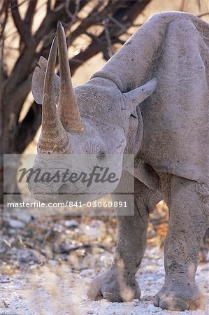 Black rhinoceros (Diceros bicornis), Etosha, Namibia, Africa
