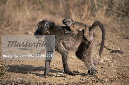 Chacma baboon (Papio cynocephalus) carrying young, Hluhluwe and Umfolozi Game Reserves, South Africa, Africa