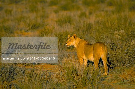 Lioness (Panthera leo), Kgalagadi Transfrontier Park, South Africa, Africa