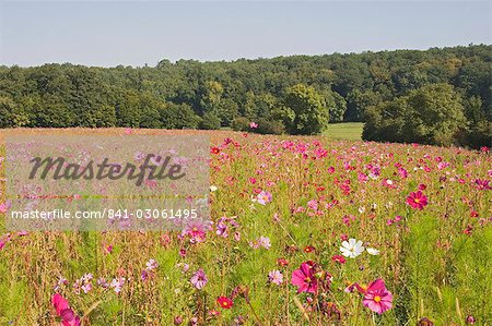 A field of wild flowers, Loire Valley, France, Europe