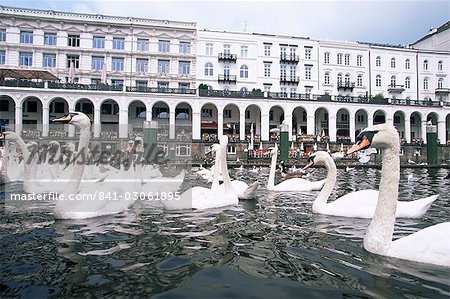 Swans in front of the Alster arcades in the Altstadt (Old Town), Hamburg, Germany, Europe