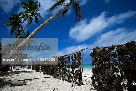 Seaweed drying in the sun, Uroa beach, Zanzibar, Tanzania, East Africa, Africa