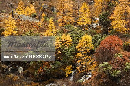Autumn colours, Yading Nature Reserve, Sichuan Province, China, Asia
