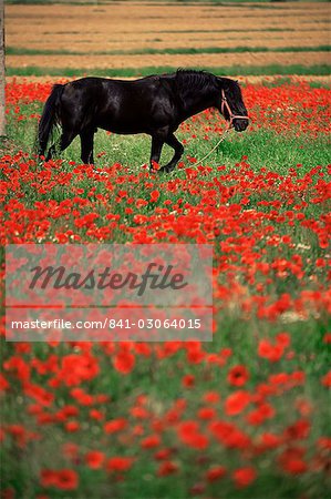 Black horse in field of poppies, Chianti region, Tuscany, Italy, Europe