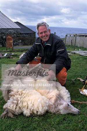 Sheep shearing time, in August, on Whalsay, Shetland Islands, Scotland, United Kingdom, Europe