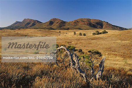 Gnarled tree and east escarpment of Wilpena Pound, a huge natural basin in the Flinders Ranges National Park, South Australia, Australia