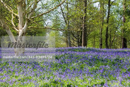 A field of bluebells in spring, Winkworth Arboretum, Godalming, Surrey, England, United Kingdom, Europe