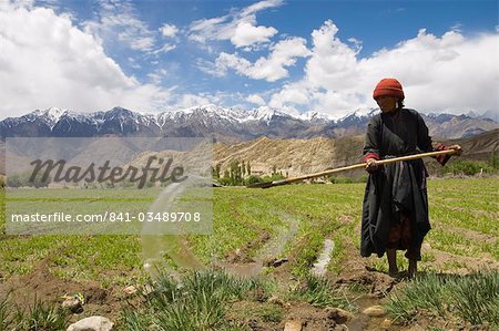 Local woman irrigating her crop in field with mountains in background, Likir, Ladakh, India, Asia