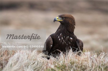 Golden eagle, Aquila chrysaetos, moorland, captive, United Kingdom, Europe