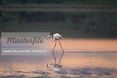 Greater flamingo (Phoenicopterus ruber) reflected in Lake Ndutu at sunset, Serengeti National Park, Tanzania, East Africa