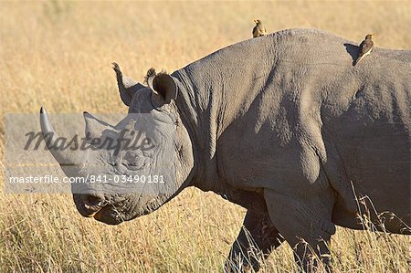 Black rhinoceros or hook-lipped rhinoceros (Diceros bicornis) with yellow-billed oxpecker (Buphagus africanus), Masai Mara National Reserve, Kenya, East Africa, Africa