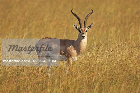 Male Grant's gazelle (Gazella granti), Masai Mara National Reserve, Kenya, East Africa, Africa