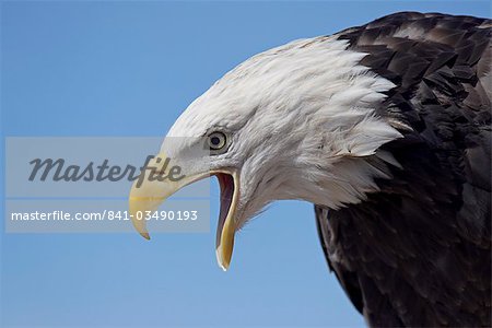 Bald eagle (Haliaeetus leucocephalus) vocalizing, Boulder County, Colorado, United States of America, North America