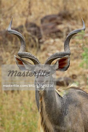 Male greater kudu (Tragelaphus strepsiceros), Kruger National Park, South Africa, Africa