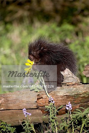Baby porcupine (Erethizon dorsatum) in captivity, Animals of Montana, Bozeman, Montana, United States of America, North America