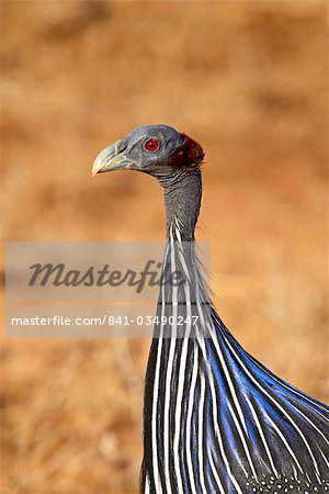 Vulturine guineafowl (Acryllium vulturinum), Samburu National Reserve, Kenya, East Africa, Africa