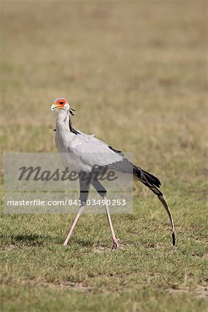 Secretarybird (Sagittarius serpentarius), Lake Nakuru National Park, Kenya, East Africa, Africa Secretarybird (Sagittarius serpentarius), Lake Nakuru National Park, Kenya, East Africa, Africa
