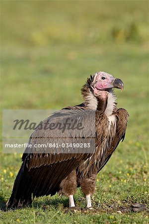 Lappet-faced vulture (Torgos tracheliotus), Ngorongoro Crater, Ngorongoro Conservation Area, Tanzania, East Africa, Africa