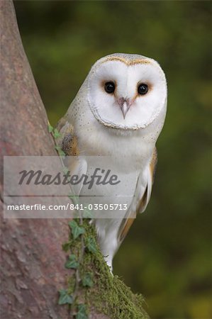 Female barn owl, Tyto alba, World Owl Trust, Muncaster Castle, Ravenglass, Cumbria, UK, captive