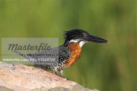 Giant kingfisher (Megaceryle maximus), perched on rock in Kruger National Park, Mpumalanga, South Africa, Africa
