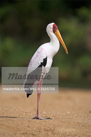 Yellow-billed stork (Mycteria ibis), in breeding plumage, on riverbank, Kruger National Park, South Africa, Africa
