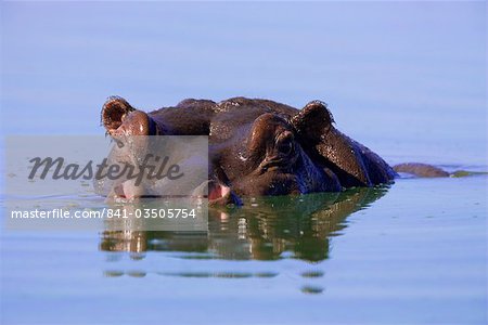 Hippo (Hippopotamus amphibius), submerged, Kruger National Park, South Africa, Africa