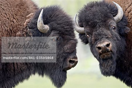 Two bison (Bison bison) bulls facing off, Yellowstone National Park, Wyoming, United States of America, North America